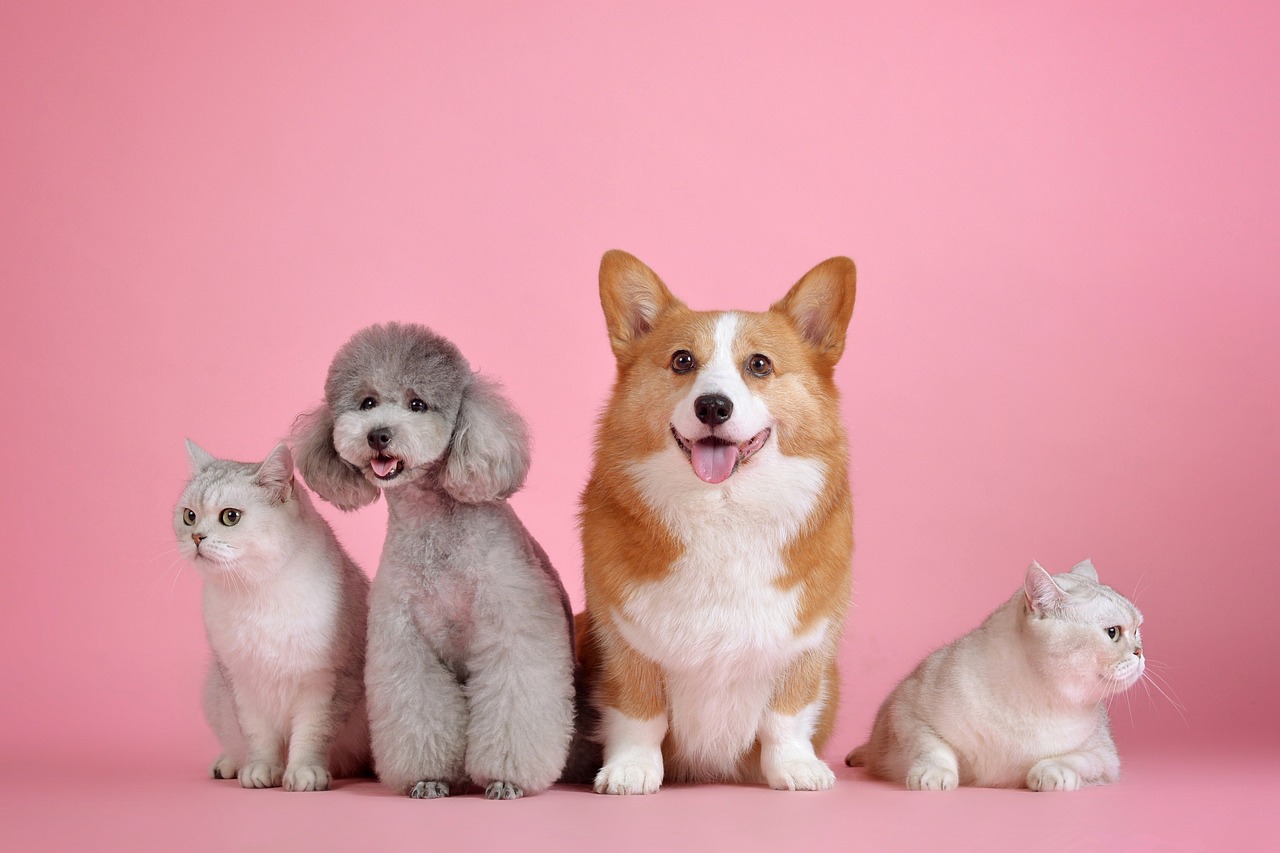 ¿Qué cubre el seguro de hogar para los animales de compañía?