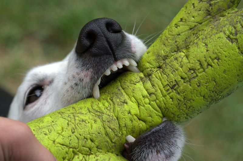 Los imprevistos causados por los perros en números