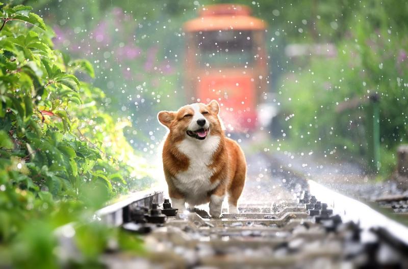 ¿Es obligatorio asegurar a tu perro?