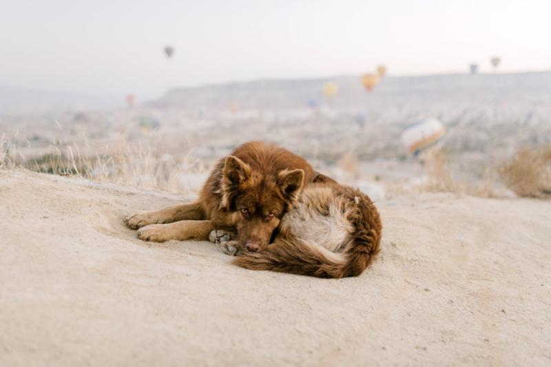 ¿Por qué aumenta el abandono de mascotas?