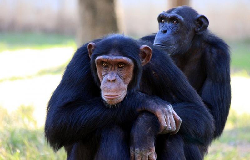 ¿Sabes cuántas veces son más fuertes los chimpancés que los humanos y por qué?